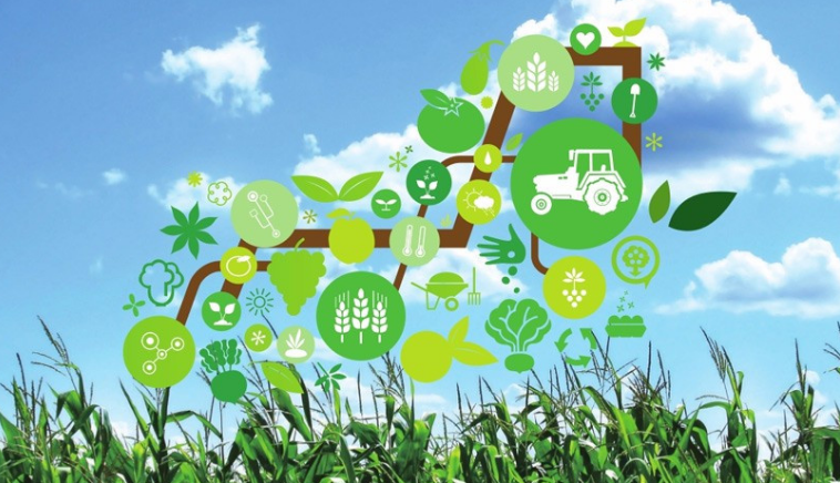 農(nóng)產(chǎn)品電商平臺(tái)的建設(shè)